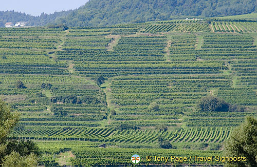 Wachau-Valley_DSC_0546.jpg