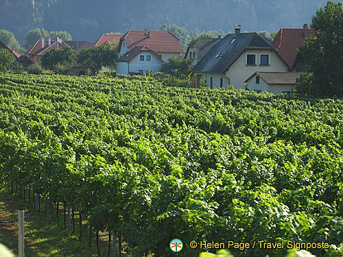 wachau_valley_vineyards_IMG6302.jpg