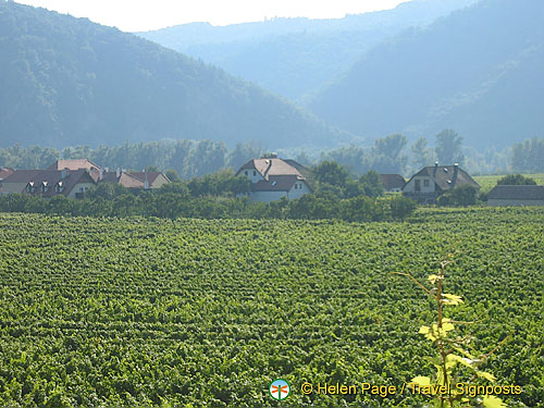 wachau_valley_vineyards_IMG6303.jpg