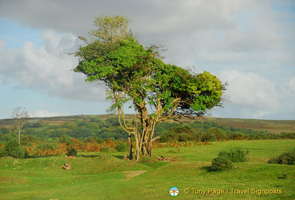 Dartmoor-Devon_AJP_0273.jpg