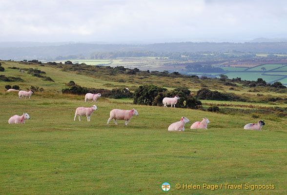 Dartmoor-National-Park_DSC1853.jpg