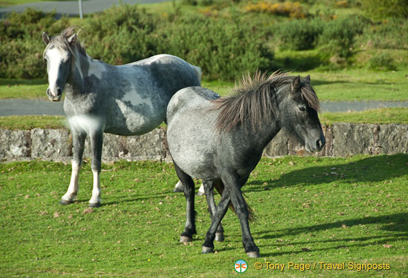 Dartmoor-Ponies_AJP_0263.jpg