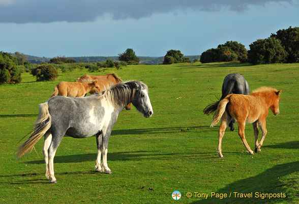 Dartmoor-Ponies_AJP_0265.jpg
