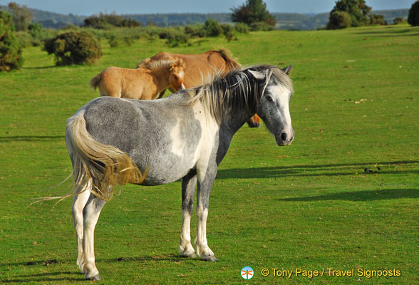 Dartmoor-Ponies_AJP_0266.jpg