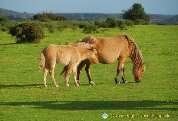 Dartmoor-Ponies_AJP_0267.jpg