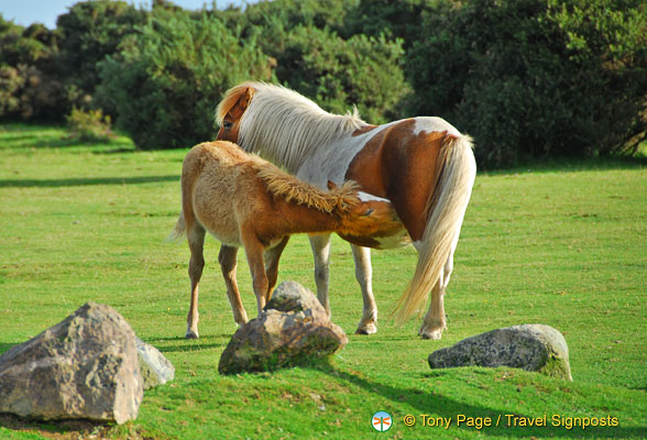 Dartmoor-Ponies_AJP_0269.jpg