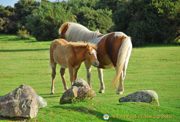 Dartmoor-Ponies_AJP_0270.jpg