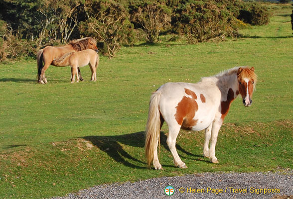 Dartmoor-Ponies_DSC_1940.jpg