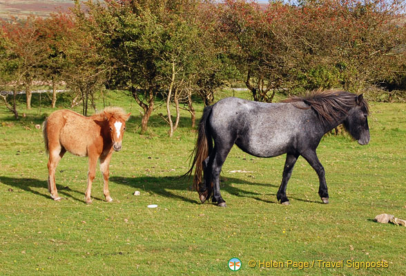 Dartmoor-Ponies_DSC_1944.jpg