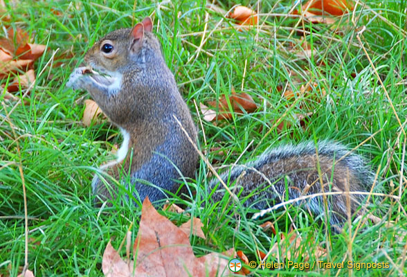 Kensington-Gardens-squirrels_DSC2749.jpg
