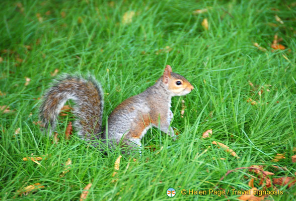 Kensington-Gardens-squirrels_DSC2750.jpg