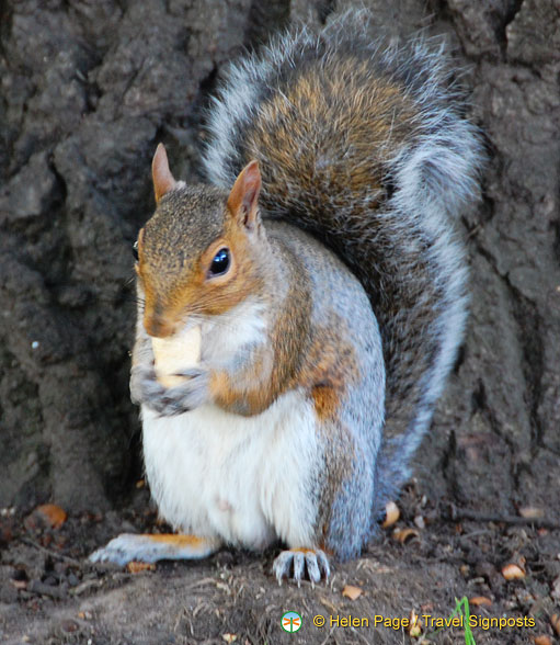Kensington-Gardens-squirrels_DSC2753.jpg