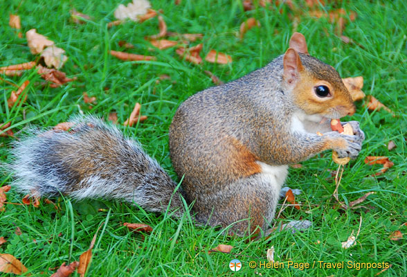 Kensington-Gardens-squirrels_DSC2754.jpg