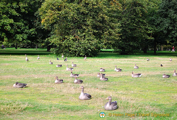 Wildlife-in-Kensington-Gardens_DSC2721.jpg