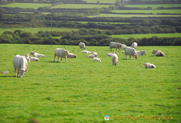Cornwall-countryside_AJP_0095.jpg