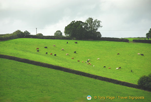 Cornwall-countryside_AJP_0192.jpg