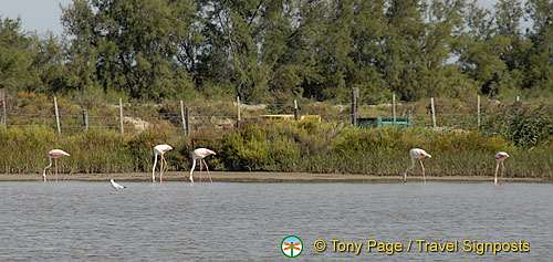 The Camargue - Provence, France