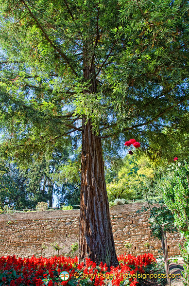 Alhambra garden