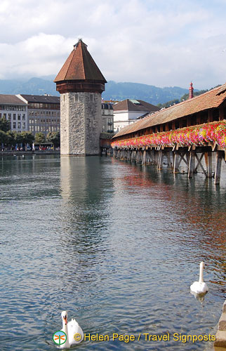 Lucerne (776 visits) Lucerne