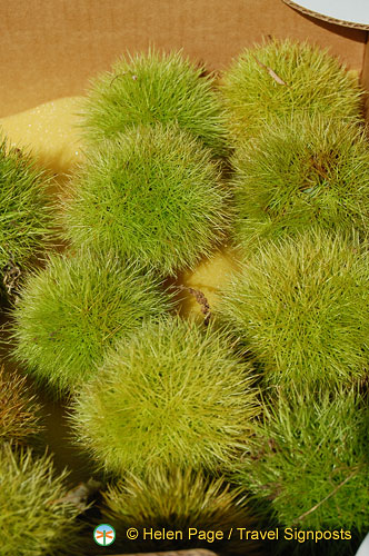 Lucerne (749 visits) Lucerne